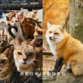【日本旅行】日本4大動物景點推薦：東京羊駝牧場、宮城藏王狐狸村等